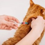 Cat vaccination