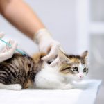 Kitten vaccination