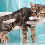 Vakderm-vaccine-for-cats-and-dogs-Use-side-effects-and-price-Vakderm-1