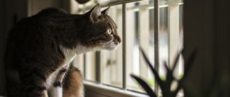 All evening long: 5 reasons why a cat loves to sit on the windowsill and look out the window