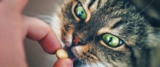 Vitamins for cats