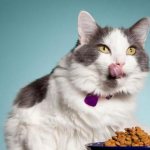 Is dry food bad for cats?