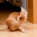 Lice in domestic cats