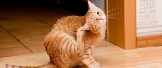 Lice in domestic cats