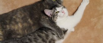 Mating cats and cats