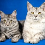 Mating Maine Coons: suitable age and basic rules