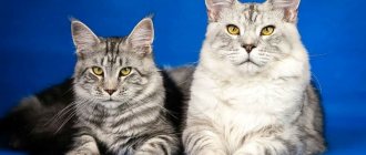 Mating Maine Coons: suitable age and basic rules