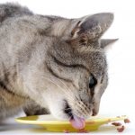 Choosing the right cat food