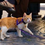 Walking a cat on a harness