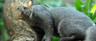 Jaguarundi description