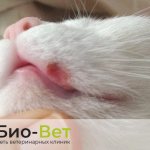 Lip ulcer in cats