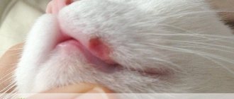 Lip ulcer in cats