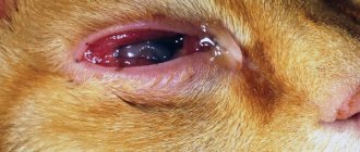 Corneal ulcer in a cat