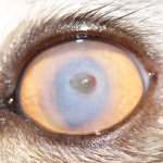 Corneal ulcer in a cat