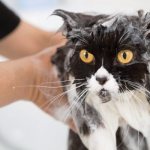 Why wash your cat after surgery?