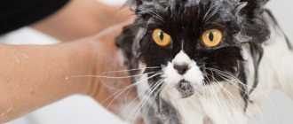 Зачем мыть кошку после операции