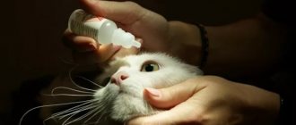 cat eye drops