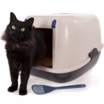 indoor cat toilet