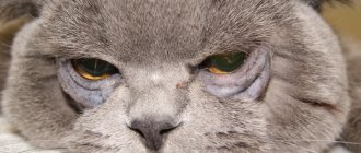 Entropion of a cat&#39;s eyelid