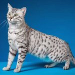 health of the Egyptian Mau breed