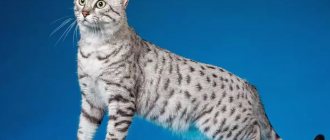 health of the Egyptian Mau breed