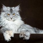 Healthy Maine Coon