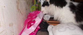 Animals lick and chew plastic bags on the